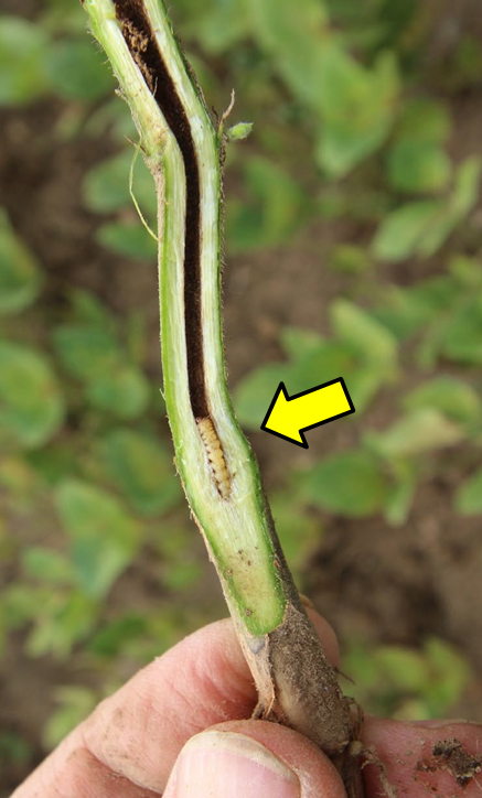 Dectes larva at base of stem.